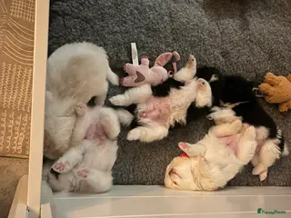 Kruising honden Teddydog - Advertentie 10