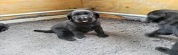 Labrador Retriever honden te koop: STAMBOOM ZWARTE FIELDTRIAL LABRADOR PUPS - Advertentie 3