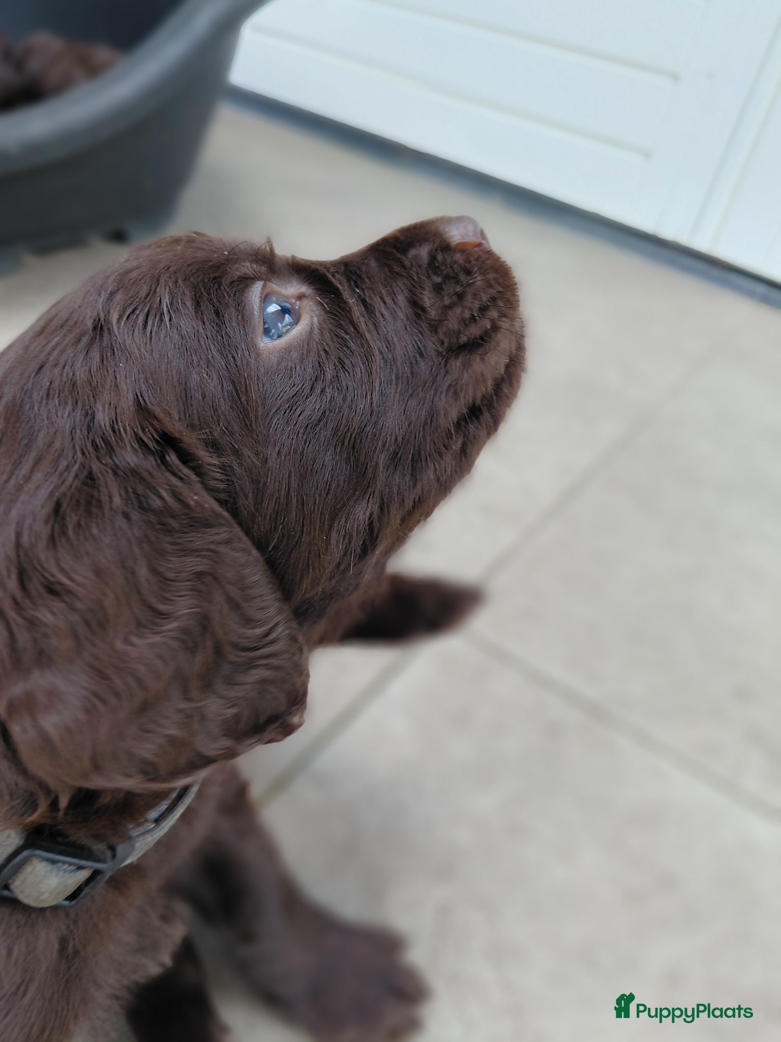 Duitse Staande Hond Langhaar honden Duitse Staande Langhaar 4 reutjes beschikbaar  - Advertentie 2