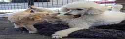 Labradoodle honden te koop: Poedel outcross pups | DNA-geteste ouderdieren - Advertentie 11