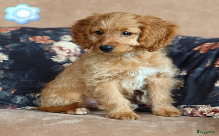 Kruising honden - Advertentie 3