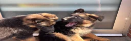 Duitse Herder honden te koop: Duitse herder puppy’s - Advertentie 15