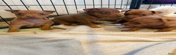 Dwergpinscher honden te koop: Dwergpinscher pups - Advertentie 9
