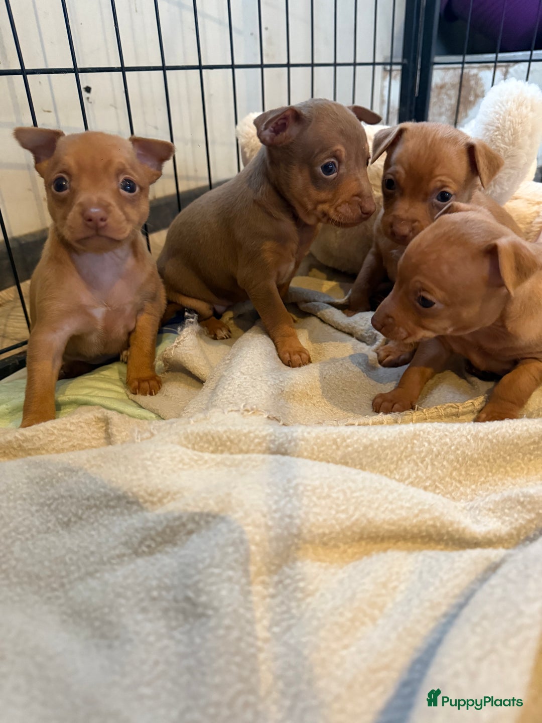 Dwergpinscher honden te koop: Dwergpinscher pups - Advertentie 9