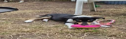Schotse Herdershond korthaar honden te koop: Nog 2 knappe reuen schotse collie korthaar reuen. - Advertentie 5