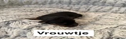 Kruising honden te koop:  Dwergpincher x Chihuahau X Kaninchenteckel pups. - Advertentie 5