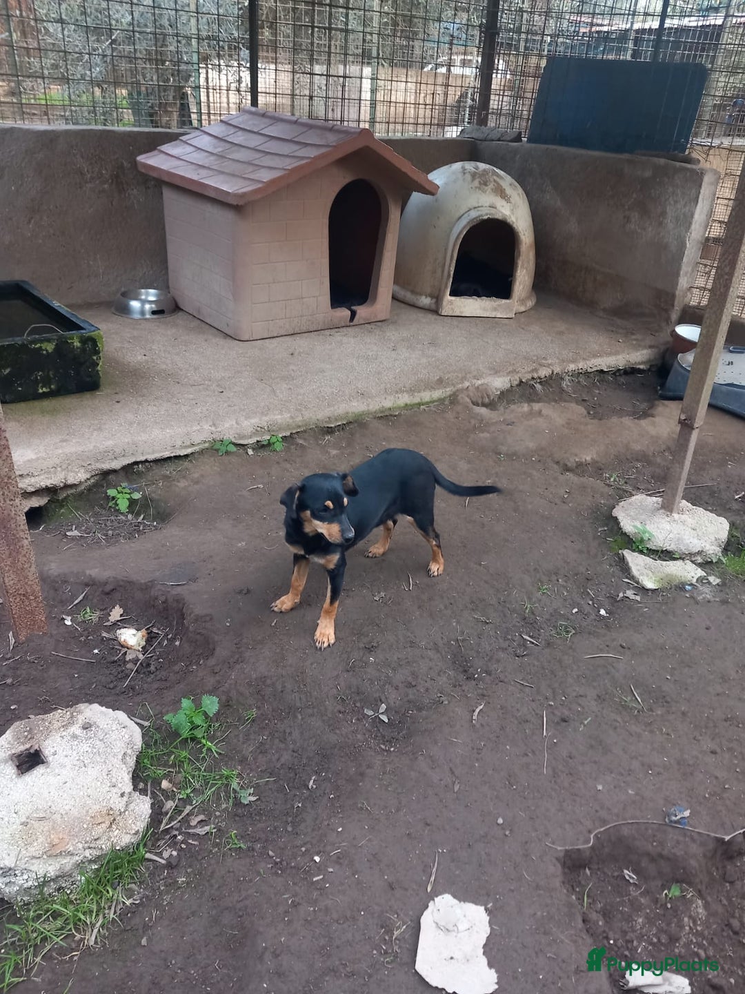 Kruising honden te koop: Lady italiaanse pup zoekt baasje - Advertentie 4