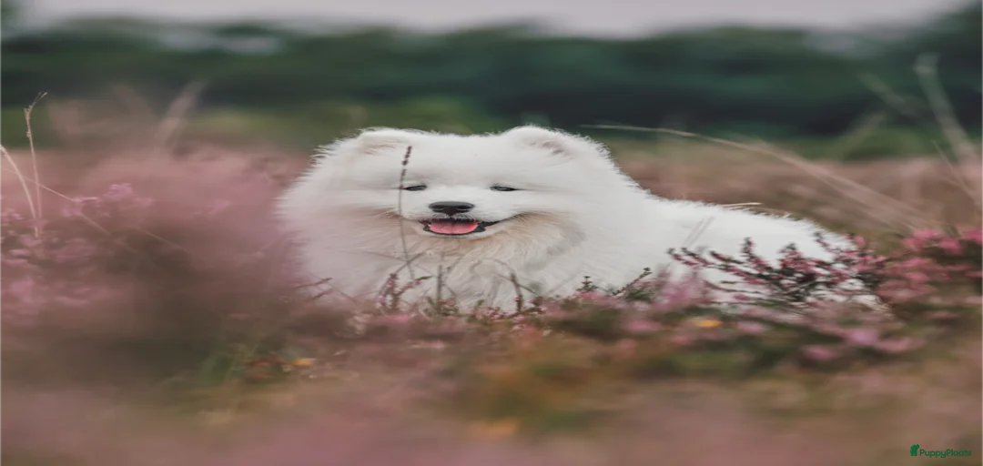 Galerij afbeelding {{count}}