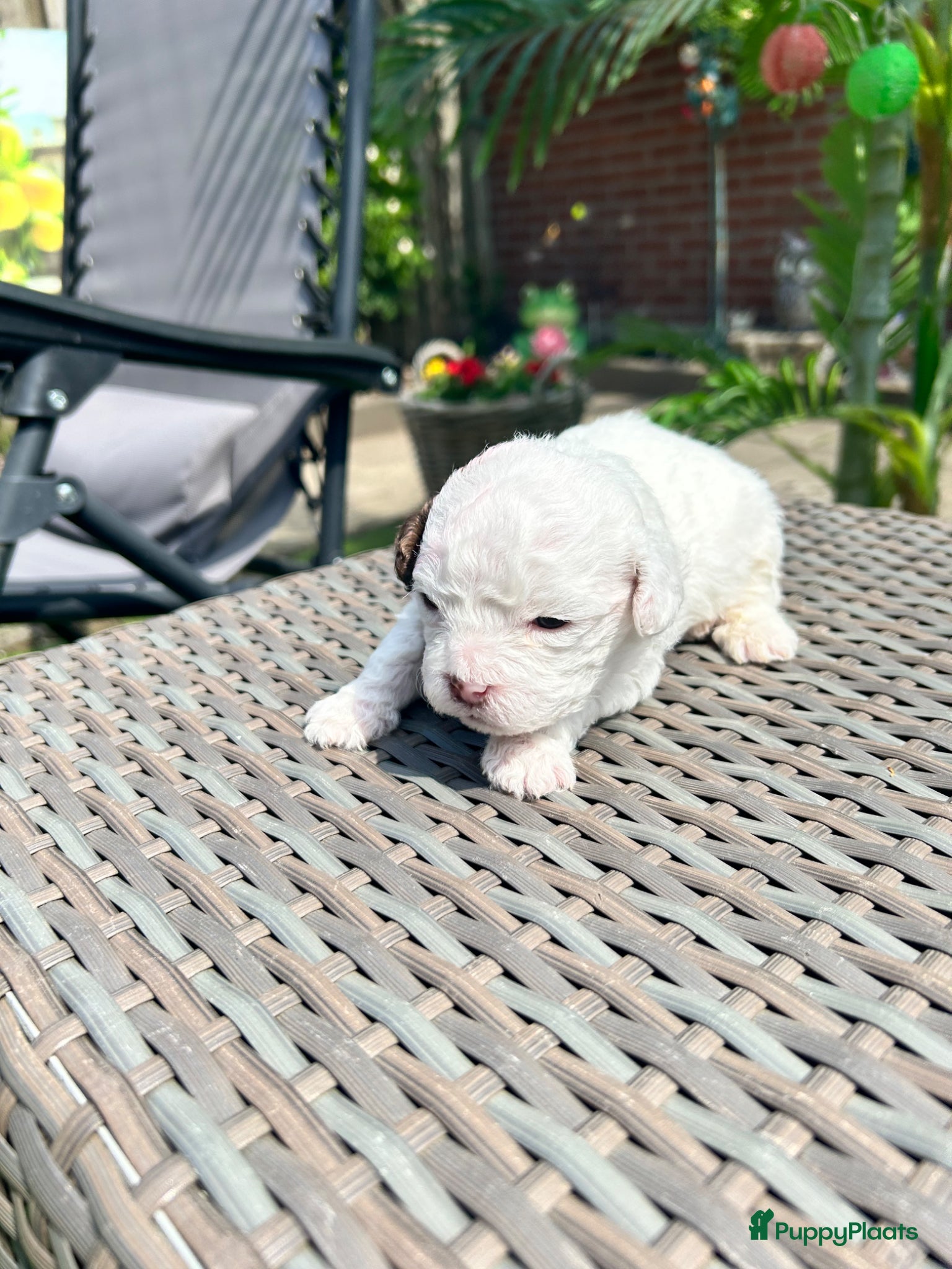 Boomer honden Lieve boomer pups  - Advertentie 1