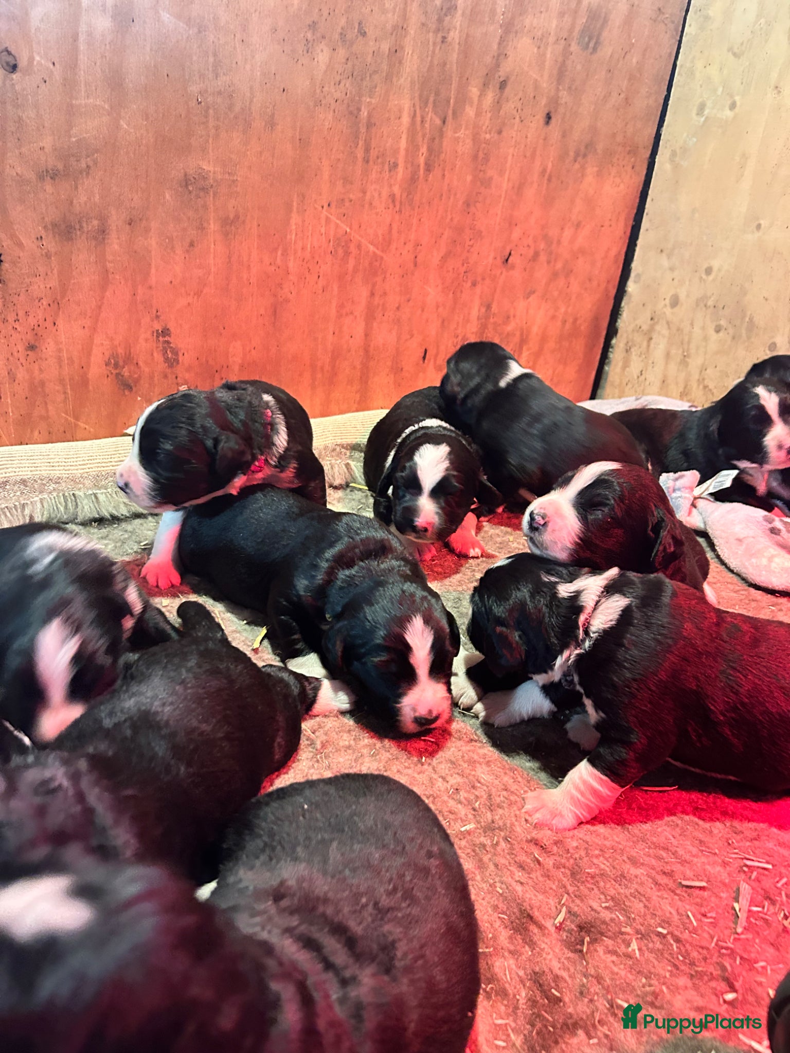 Kruising honden Kruising Berner Sennen x Friese stabij - Advertentie 1