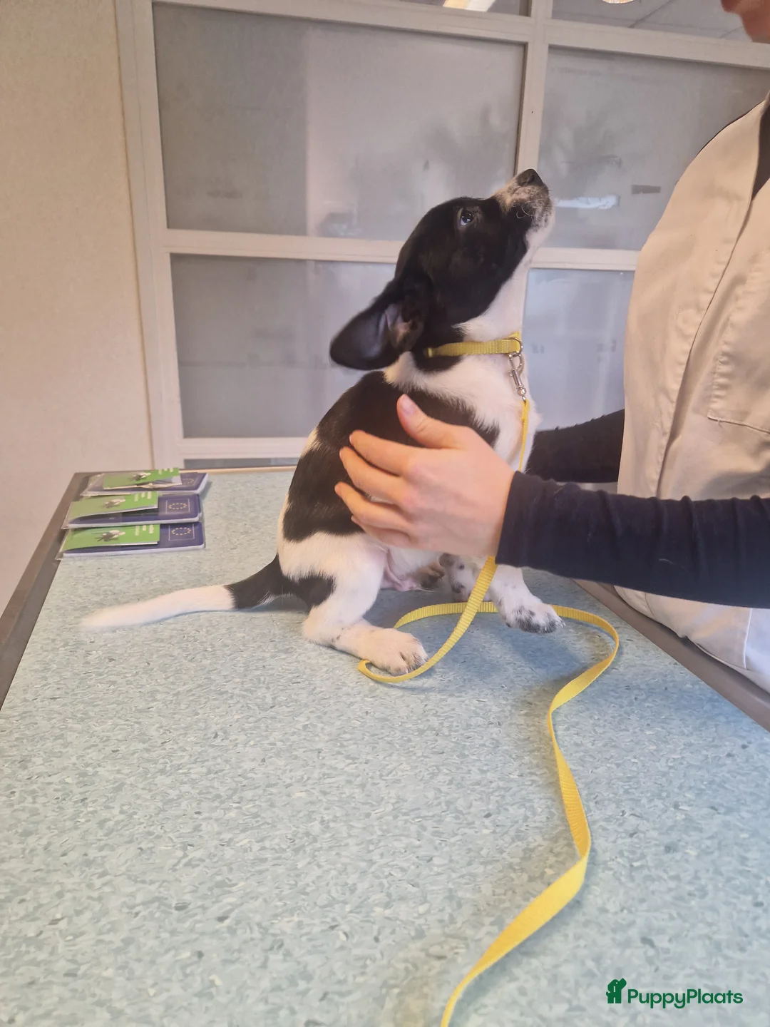 Kruising honden te koop: Labradoodle x Greyhound puppy  - Advertentie 2