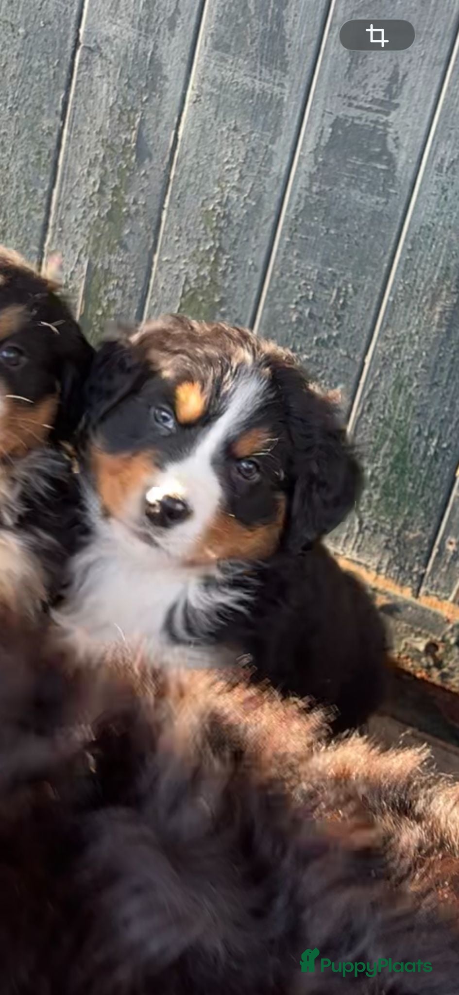 Berner Sennenhond honden Bernersennen reutje - Advertentie 1