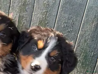 Berner Sennenhond honden Bernersennen reutje - Advertentie 7