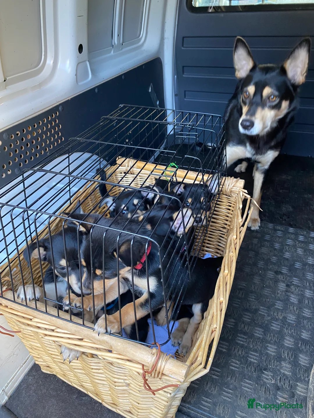 Australian Kelpie honden te koop: Working kelpie nog 1 reutje beschikbaar - Advertentie 2