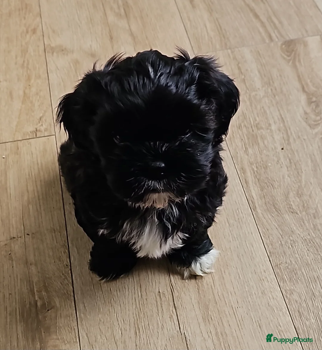 Kruising honden te koop: Boomer - Advertentie 2