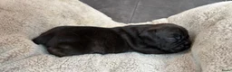 American Staffordshire Terriër honden te koop: Prachtig nestje, 2 reutjes, 2 teefjes - Advertentie 3