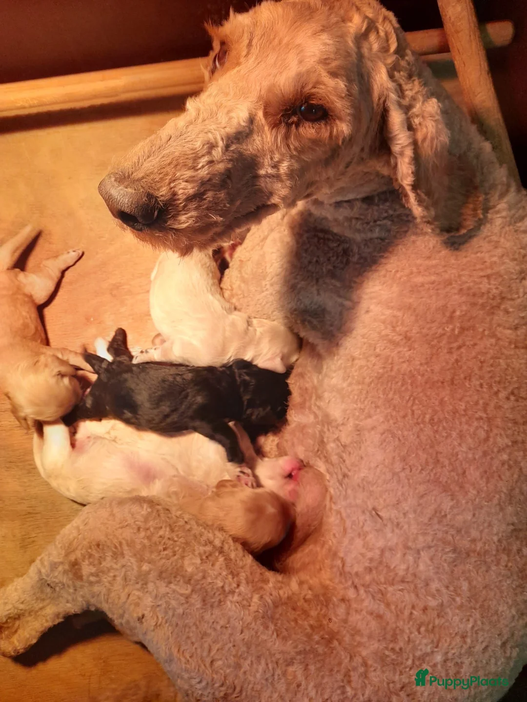 Cockapoo honden te koop: Amerikaanse Cockapoo pups - Advertentie 15