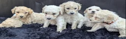 Labradoodle honden te koop: Liefdevolle plek gezocht voor Labradoodle puppy’s! in Heusden - Advertentie 21
