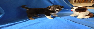 Kruising Puppy 1