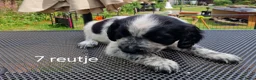 Friese Stabij honden te koop: Sasha en haar puppy's - Advertentie 9
