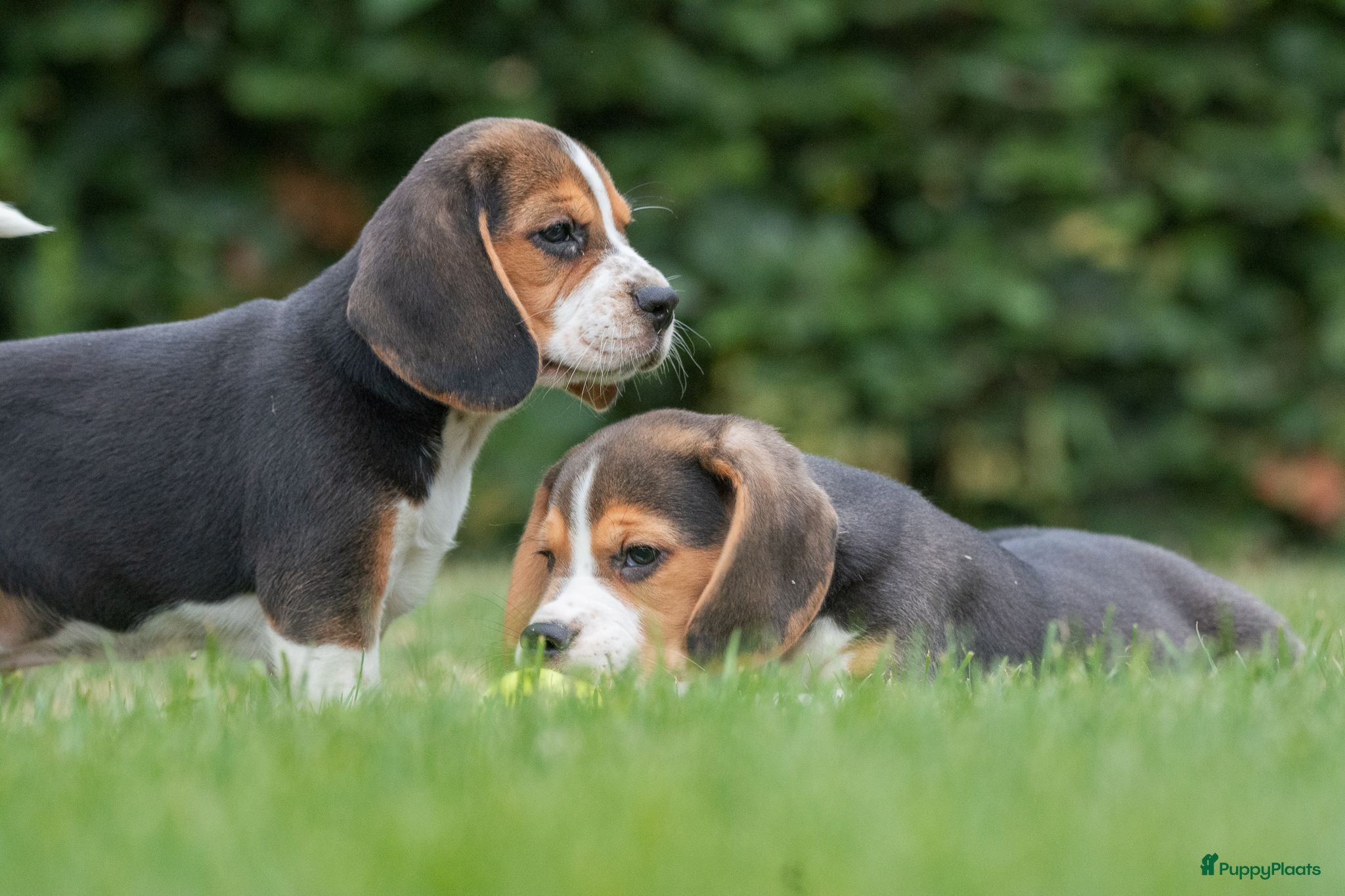 Beagle honden prachtige beagle pups - Advertentie 1