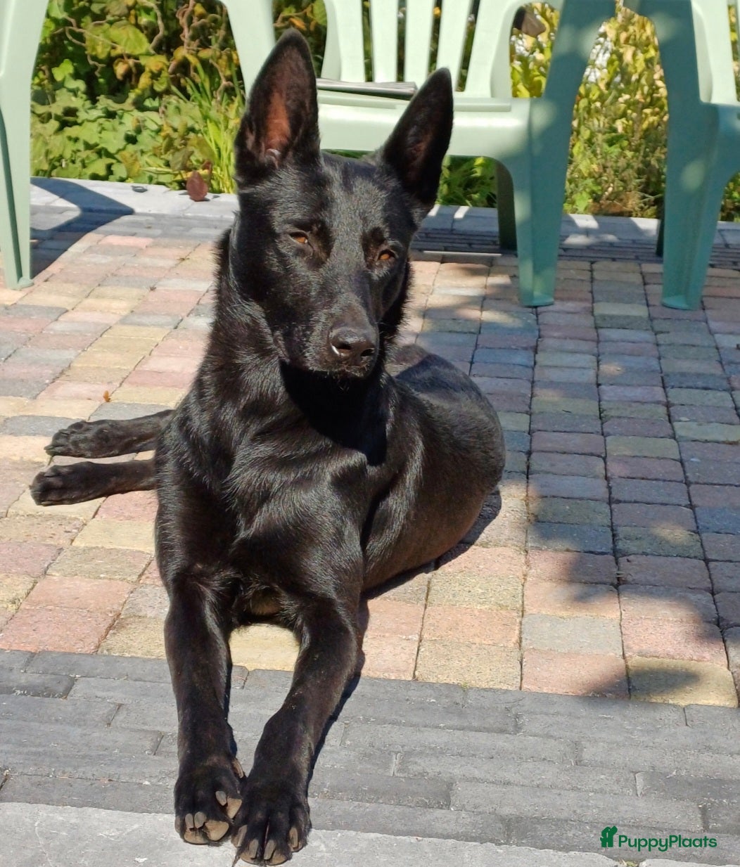 Mechelse Herder honden Nest met 9 pups (1 verkocht) - Advertentie 11