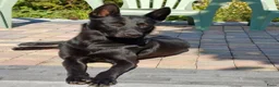 Mechelse Herder honden te koop: Nest met 9 pups (1 verkocht) in Veendam - Advertentie 1