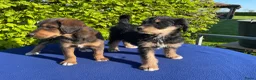 Labradoodle honden te koop: Doodle Pups - Advertentie 9