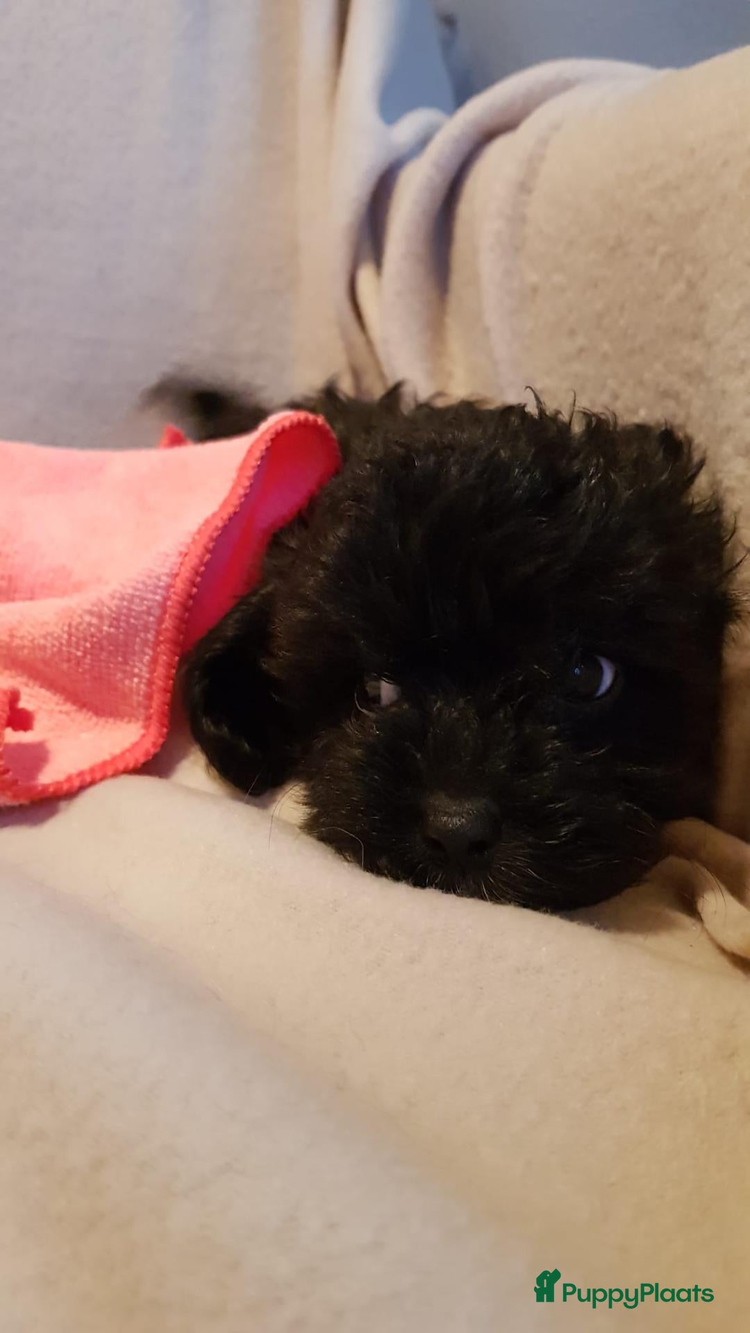 Kruising honden Lieve boompoo's  - Advertentie 4