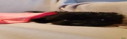 Kruising honden te koop: Lieve boompoo's  - Advertentie 1