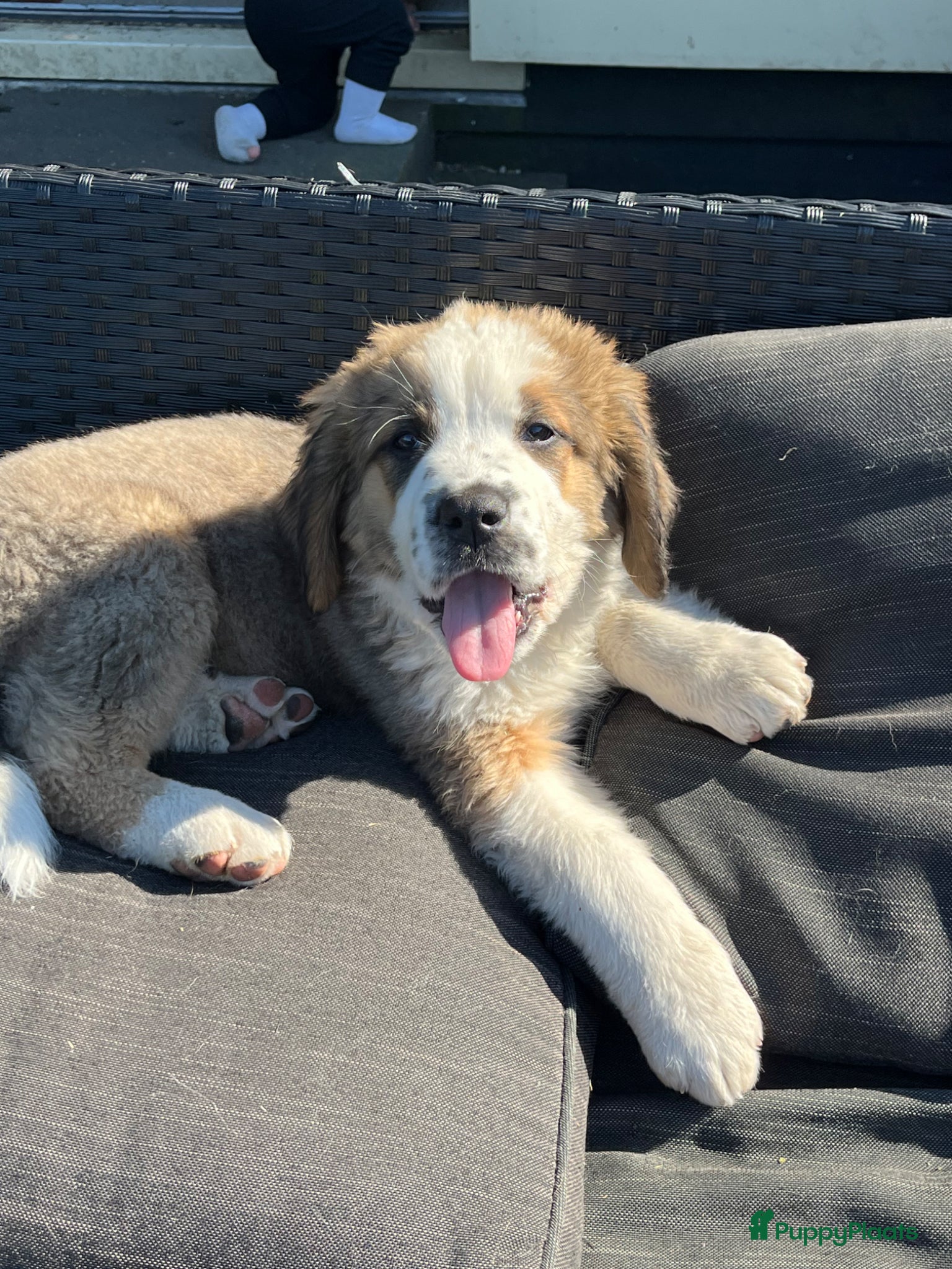 Kruising honden Super lieve Sint Berner pups - Advertentie 2