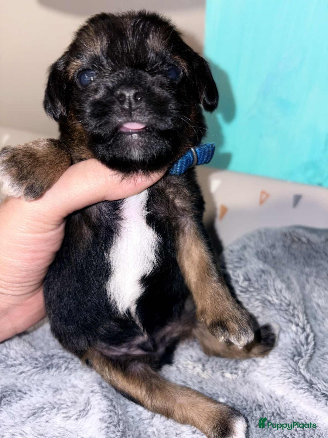 Kruising honden te koop: Jugapoo's België  - Advertentie 8