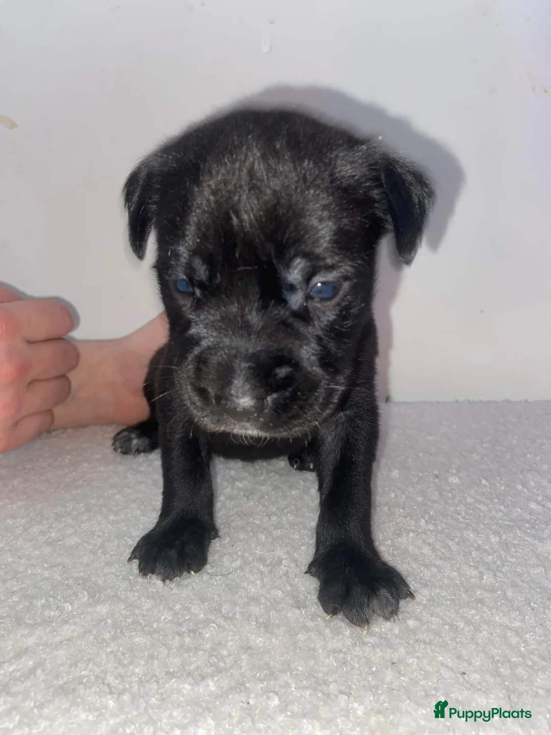 Kruising honden te koop: Bully xl pups  - Advertentie 11