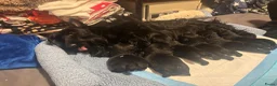 Schotse Terriër honden te koop: Twee Schotse terriër reutjes beschikbaar  - Advertentie 9
