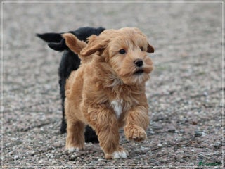 Kruising honden Minidoodle pups - Advertentie 1