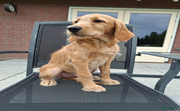 Goldendoodle honden - Advertentie 3