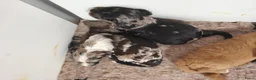 Labradoodle honden te koop: Prachtig nestje F4 medium labradoodles - Advertentie 6