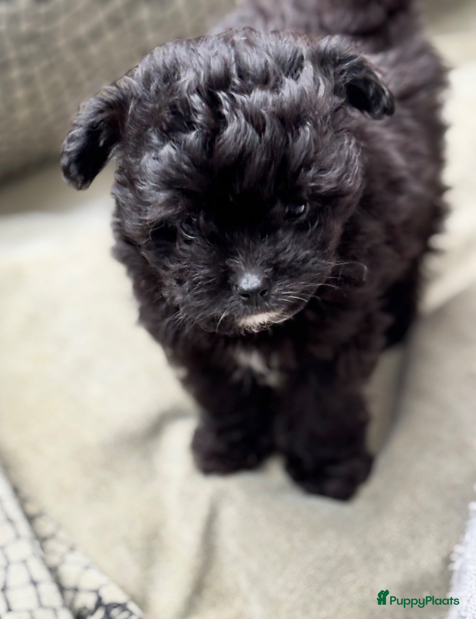 Kruising honden Pomapoo pups uit geteste ouders - Advertentie 8