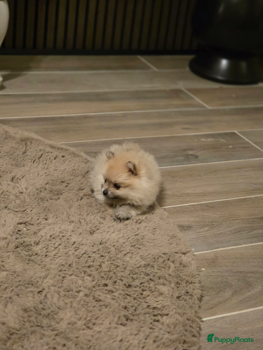 Pomeriaan honden te koop: Mooie pomeriaanpups te koop - Advertentie 4