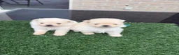 Pomeriaan honden te koop: Twee prachtige raszuivere Pomeranian beschikbaar - Advertentie 3
