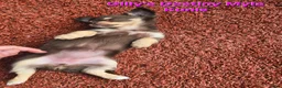 Chihuahua honden te koop: Geweldig mooie chihuahua pups met FCI stamboom - Advertentie 8