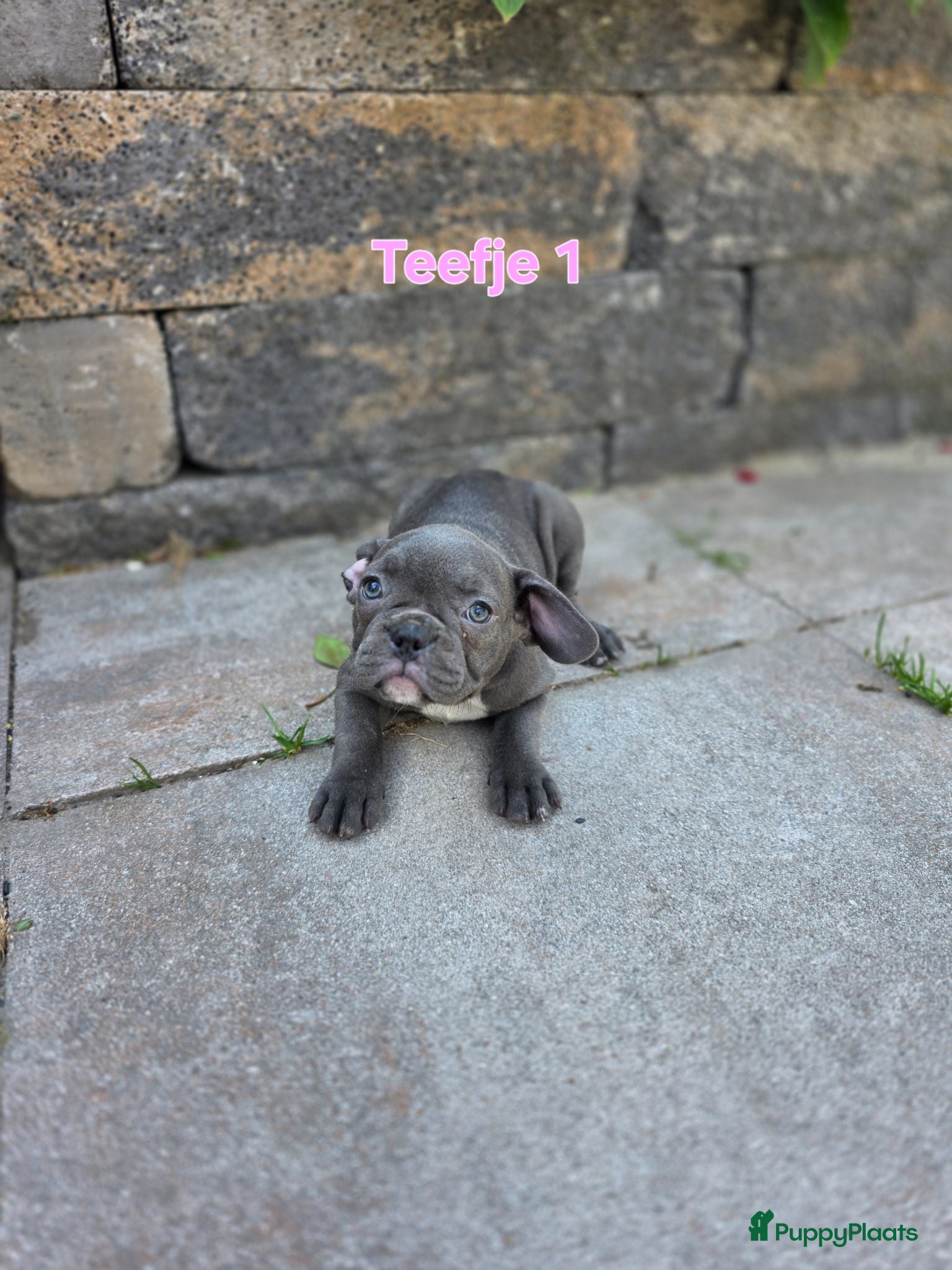 Franse Bulldog honden Mooie franse bulldog pups mogen nestje verlaten  - Advertentie 2