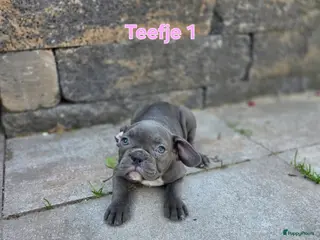Franse Bulldog honden Mooie franse bulldog pups mogen nestje verlaten - Advertentie 2