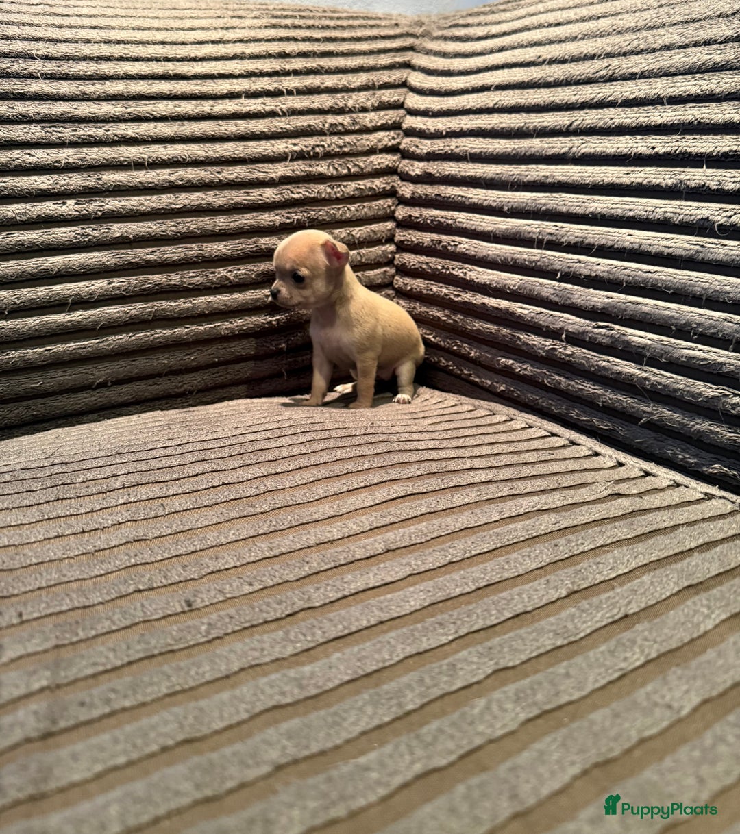 Chihuahua honden te koop: Te koop chihuahua pups - Advertentie 5