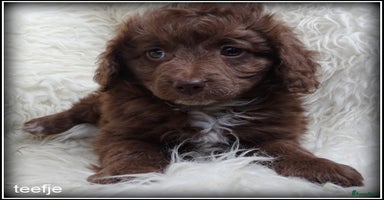 Kruising honden - Advertentie 15