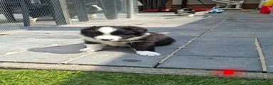 Border Collie  reutje rood