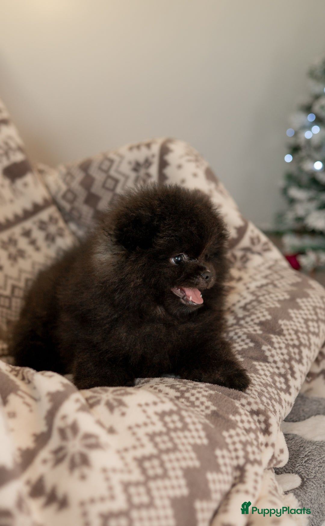 Pomeriaan honden te koop: 🌸 3.	Luxe Pomeranian pups 🌸 - Advertentie 5