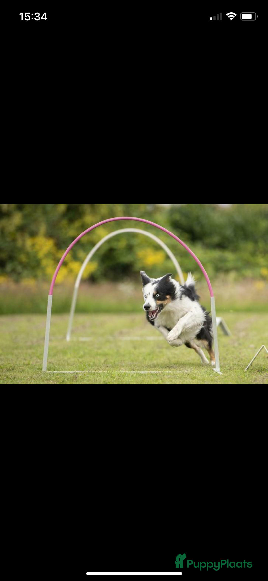 Border Collie honden te koop: Border Collie reutje zoekt liefdevol huisje - Advertentie 12