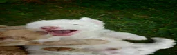 Spaanse Waterhond honden te koop: Echte schip-pups vanaf het Lauwersmeer! 🐾⛵ - Advertentie 6