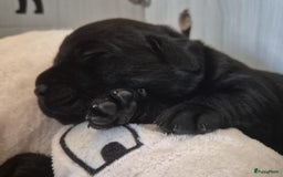 Labrador Retriever honden te koop: Zwarte en gele labrador pups met stamboom - Afbeelding 11